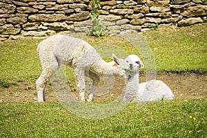 Cute alpaca babies playing on the grass