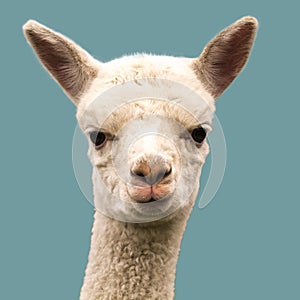 Cute alpaca baby isolated on blue background