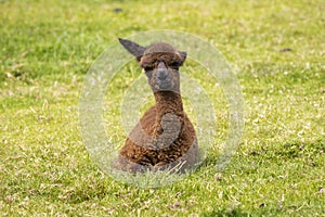 Cute alpaca baby sitting on the grass