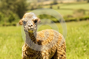 Cute alpaca baby. Young alpaca llama on the farm