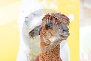 Cute Alpaca