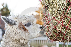 Cute alpaca eating hay. Beautiful llama farm animal at petting zoo