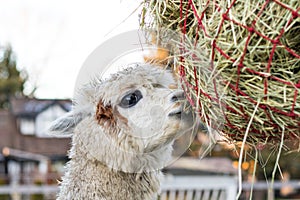 Cute alpaca eating hay. Beautiful llama farm animal at petting zoo