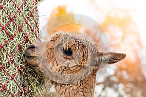 Cute alpaca eating hay. Beautiful llama farm animal at petting zoo