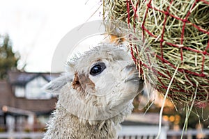 Cute alpaca eating hay. Beautiful llama farm animal at petting zoo