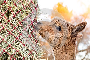 Cute alpaca eating hay. Beautiful llama farm animal at petting zoo