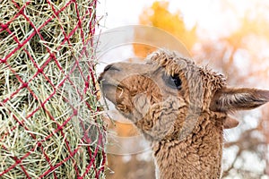 Cute alpaca eating hay. Beautiful llama farm animal at petting zoo