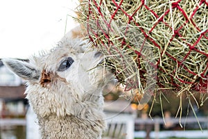 Cute alpaca eating hay. Beautiful llama farm animal at petting zoo