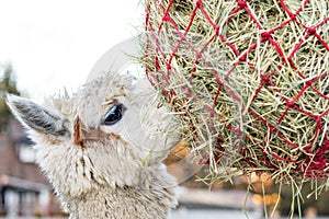 Cute alpaca eating hay. Beautiful llama farm animal at petting zoo