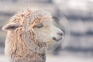 Cute Alpaca face in farm, focus on eyes, close-up