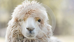 Cute Alpaca face in farm, focus on eyes, close-up