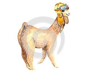 Cute Alpaca in a flight helmet isolated on a white background. Funny animal for illustrations and children`s books on the theme of