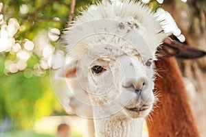 Cute alpaca with funny face relaxing on ranch in summer day. Domestic alpacas grazing on pasture in natural eco farm countryside