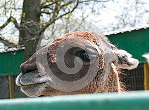 Cute alpaca (lama, llama) in animal farm.