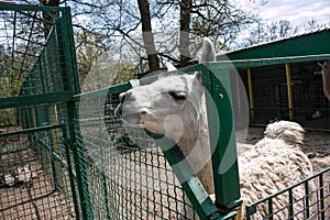Cute alpaca (lama, llama) in animal farm.