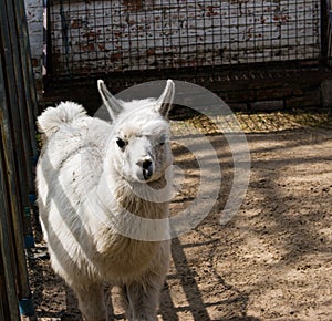 Cute alpaca (lama, llama) in animal farm.