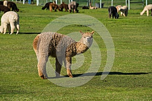 Cute alpaca raised for wool on Oregon Ranch