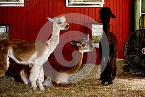 Cute Alpacas at farm barn Georgia, USA