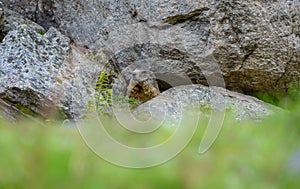 Cute alpin Marmot sitting under a stone, europe, swiss