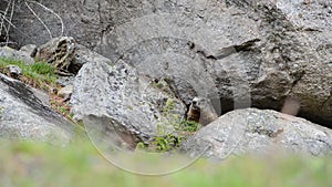 Cute alpin Marmot sitting under a stone, europe, swiss