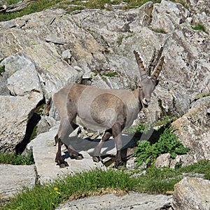 Cute alpine ibex baby