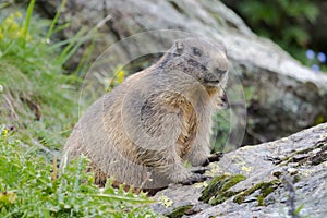 Cute alpine marmot on a rock