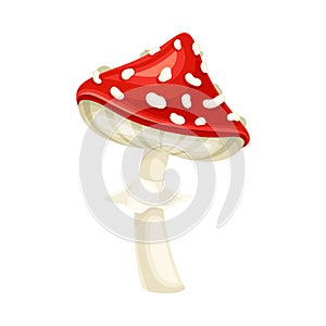 Cute amanita mushroom. Poisonous toadstool with red spotted cap cartoon vector illustration