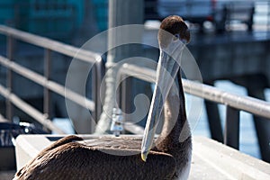 Cute American brown pelican with big beak on the bridge of the street