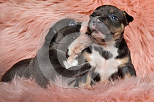 Cute American bully cubs kissing and playing with each other