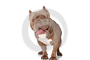 Cute american bully dog with bowtie sticking out tongue and panting