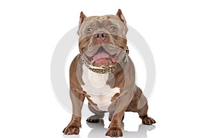 Cute american bully dog looking up and sticking out tongue