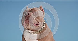 Cute american bully posing in studio