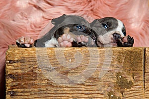 Cute American bully puppies looking away and comforting each other