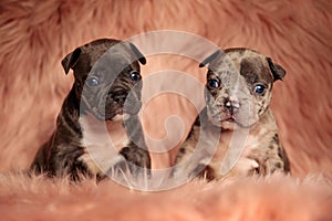 Cute American bully puppies in pink background