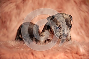 Cute American bully puppies sitting in pink background