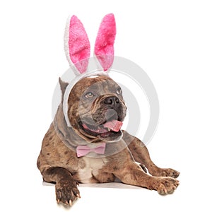 Cute american bully wearing bunny ears and pink bowtie
