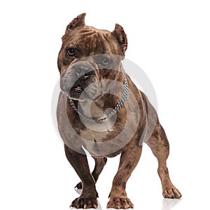 Cute american bully wearing silver collar on white background