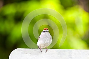 Cute American Chipping Sparrow