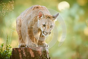 Cute American cougar cub in beautiful morning light. Photo of a playing cub. Portrait baby cougar, mountain lion or puma