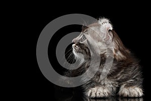 Cute American Curl Kitten with Twisted Ears Black Background