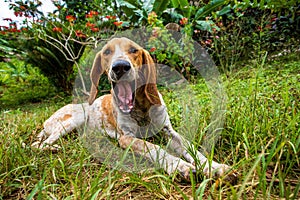 Cute American English Coonhound lying and opening his mouth on grass garden