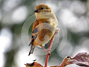 American Goldfinch & x28;Female& x29; Perched On A Dried Flower Stem