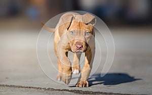 Cute American pit bull terrier