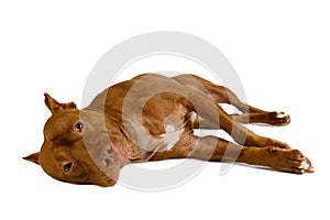 Cute American Pit Bull Terrier dog lying over white