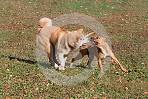 Cute american pit bull terrier puppy and akita inu puppy are playing in the autumn park. Pet animals