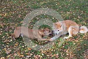 Cute american pit bull terrier puppy and akita inu puppy are playing in the autumn park. Pet animals