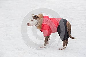 Cute american pit bull terrier puppy in beautiful pet clothing is standing in the winter park. Pet animals