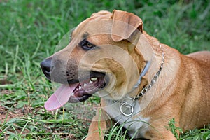 Cute american pit bull terrier puppy is lying on a green grass in the park. Pet animals