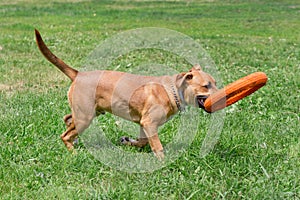 Cute american pit bull terrier puppy is playing with doggie ring. Pet animals