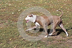 Cute american pit bull terrier puppy is running on a green grass in the autumn park. Pet animals.